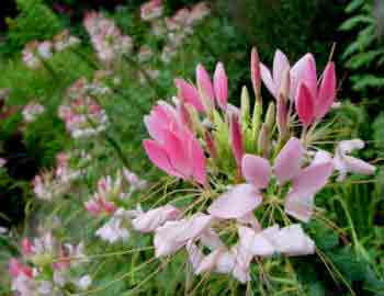 Cleome hasseleriana - Spider flower