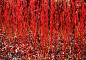 Cornus alba Sibirica bright red stems
