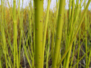 yellow stem Dogwood