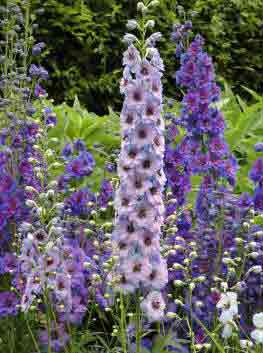 Delphinium Cluster of spikes