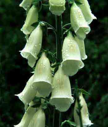White Foxglove