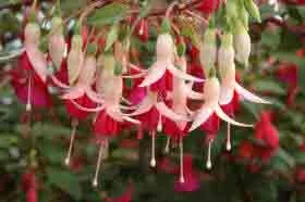 Fuchsia Mini Rose full of flowers