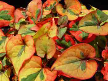 Houttuynia Chameleon foliage