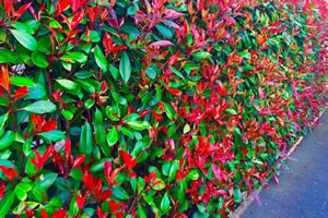 Photinia Red Robin