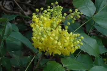 Mahonia aquifolium Apollo