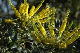 Mahonia Charity