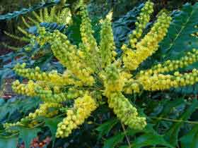 Mahonia lomarifolia