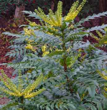 Mahonia x media Faith