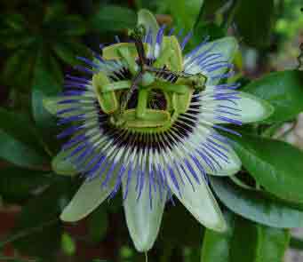 Passion fruit flower close up