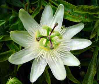 Passion flower white variety - Copnstance Elliot