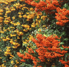 Orange and red Firethorn berries