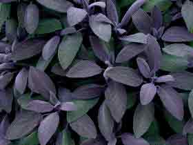 Salvia purple
