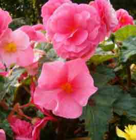 Tuber begonias as indoor plants