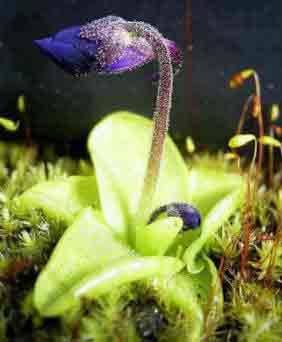 Butterwort plant indoors
