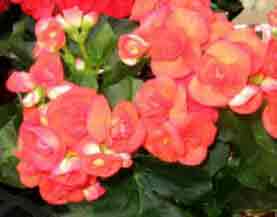 Indoor Begonia