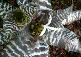 Cryptanthus as indoor plant - little watering