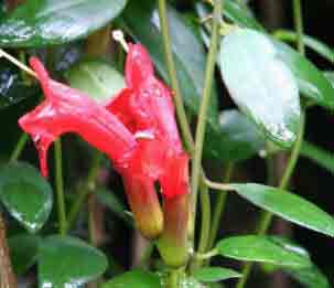The Lipstick Plant indoors - aptly named