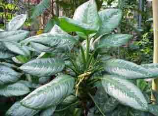 Foliage on the Aglaonema Indoors Plant