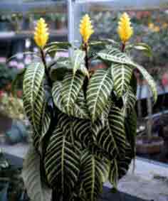 The striped foliage of the Zebra Plant indoors