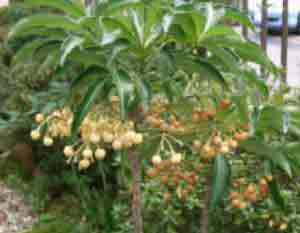 Ardisia crenata - similar to A. crispa - seen here growing outside in warmer areas
