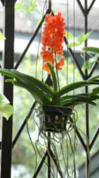 Ascocenda orchid showing the aerial roots