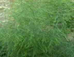 Asparagus sprengerii foliage closeup detail. Bright green fern-like fronds on this non-edible Asparagus Fern.