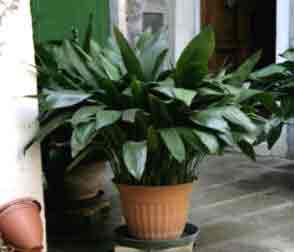 A Favourite Houseplant - Aspidestra