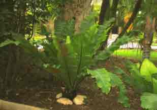 Asplenium nidus - the Bird's Nest Fern - growing outdoors in a warm climatic area.