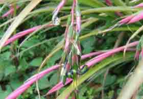 Billbergia nutuns