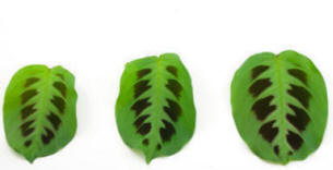 Leaves of the Peacock plant for indoor use