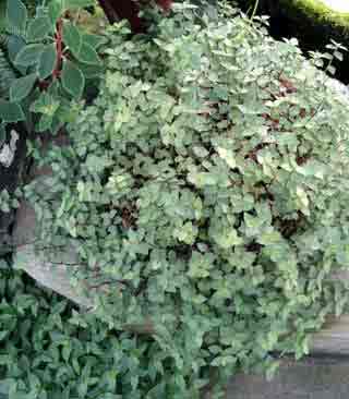Callisia repens - untidy but attractive indoor plant