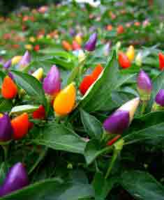 Ornamental Peppers for indoor plant
