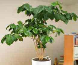 Grow your own coffee with Cofea arabica