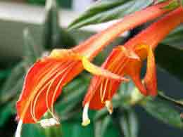 Columnea flower in closeup