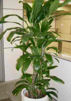 One of many Cordyline plants for indoors