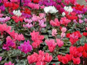 Cyclamen mini mixed