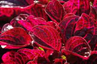 An unusal houseplant - The Iresine