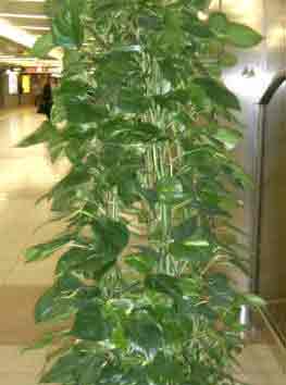 Scindapsus houseplant