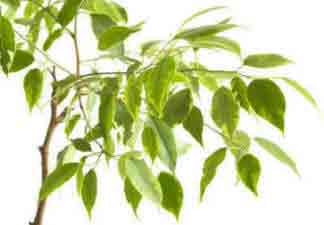 Variegated form of the Weeping Fig