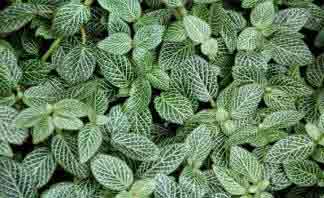 Fittonia verschaffeltii argyroneura ‘Nana’ 