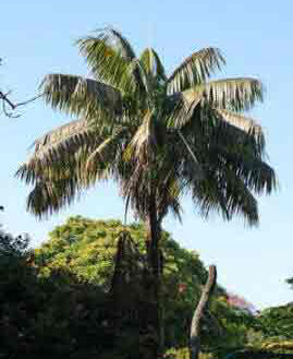 The Kentia Palm as it is outdoors. A good houseplant