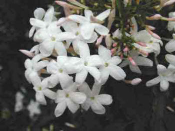 Indoor Jasmin flowers