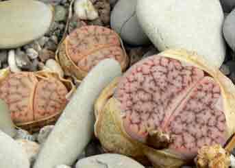 Living stones Plant - Indoors
