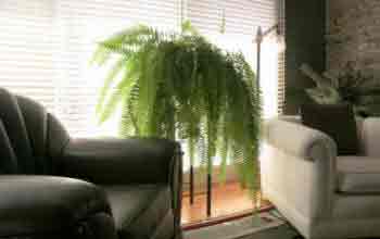 Nephrolepsis Fern on Pedastal