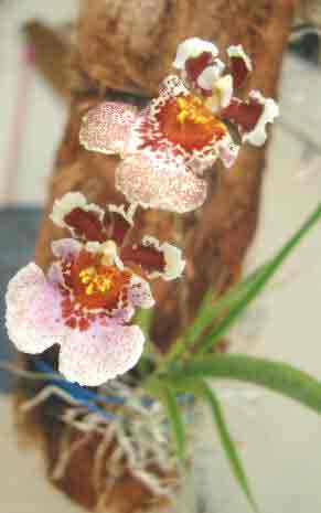 Well marked Oncidium Orchid on tree log