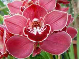 Cymbidium Orchid