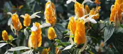 The golden shrimp plant