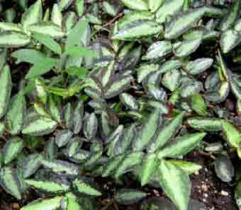 :Pellionia repens 