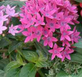 Pentas lanceolata indoor plant