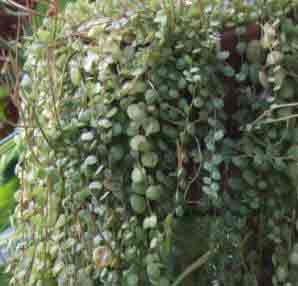 Rats tail plant -